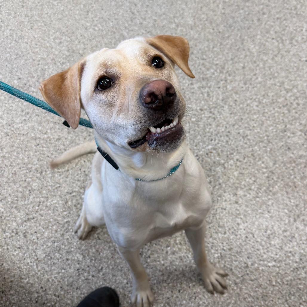 Fable, Adoptable, Adult Female Yellow Labrador Retriever.