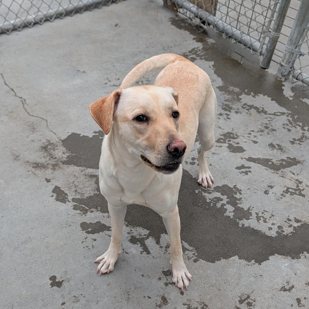 Enlarge Fable, a Adoptable Yellow Labrador Retriever in Detroit Lakes, MN image 2/3
