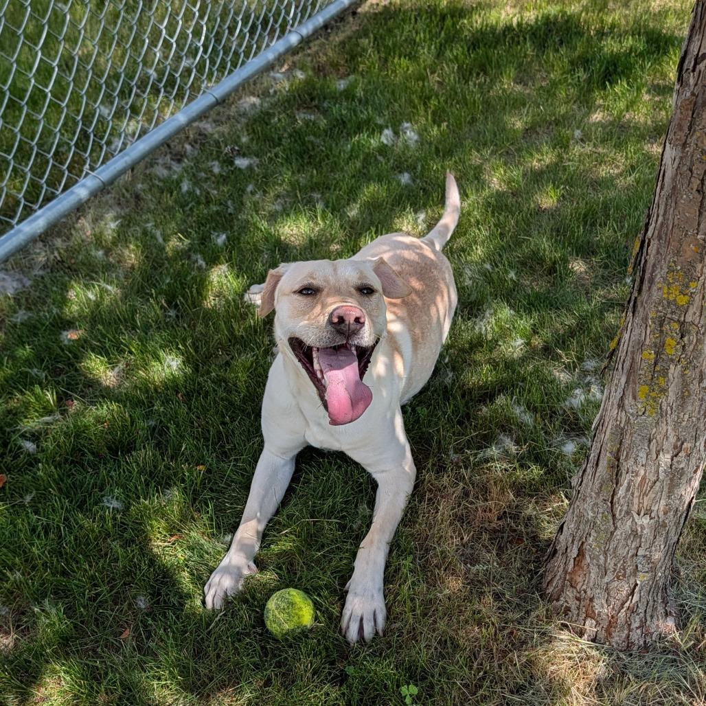 Fable, a Adoptable Yellow Labrador Retriever in Detroit Lakes, MN image 4/6