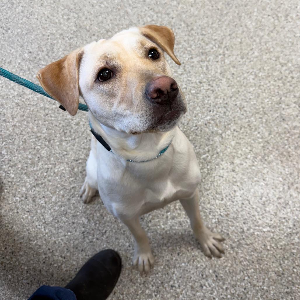 Enlarge Fable, a Adoptable Yellow Labrador Retriever in Detroit Lakes, MN image 3/3