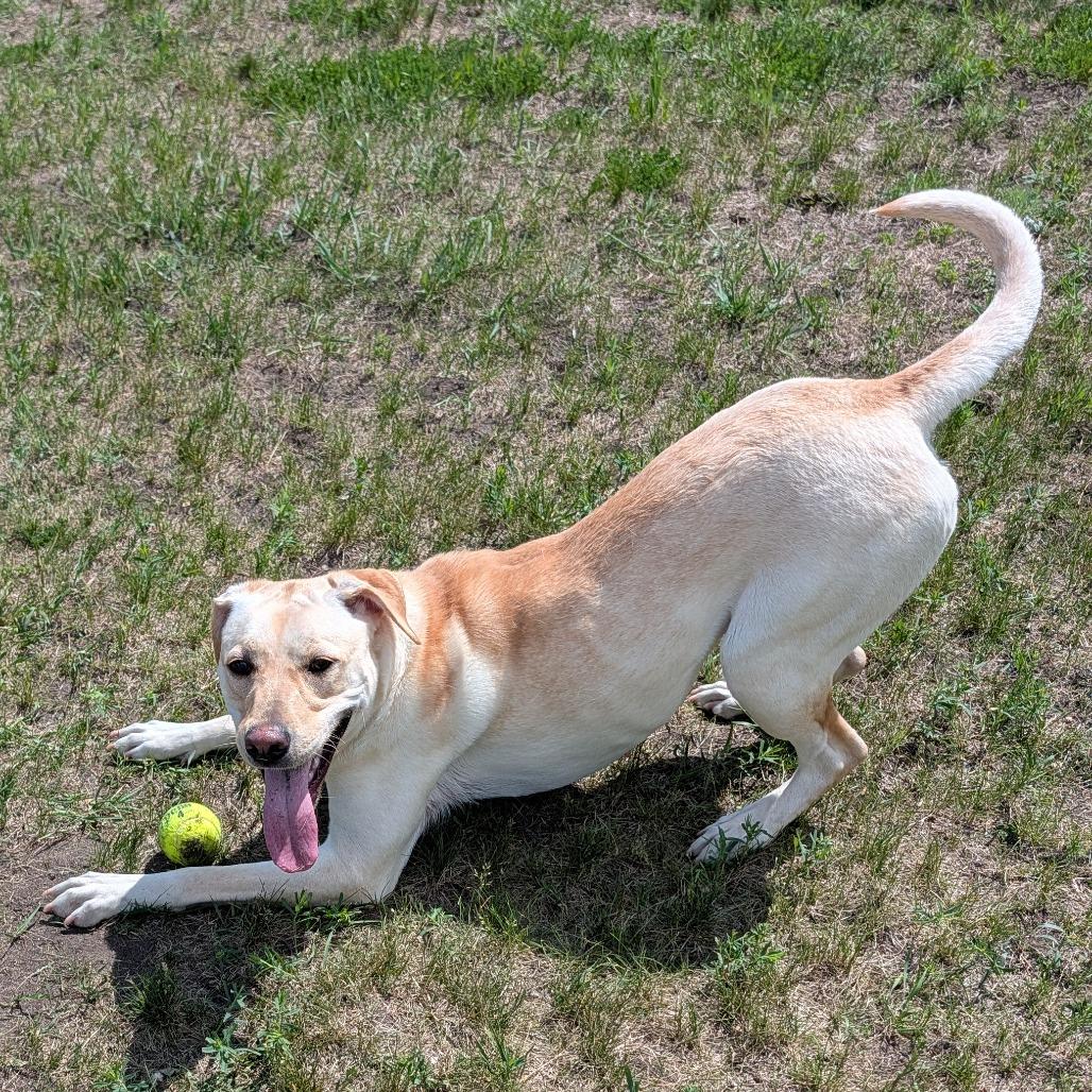 Fable, a Adoptable Yellow Labrador Retriever in Detroit Lakes, MN image 6/6