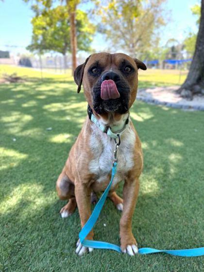 Baxter - 2, Adoptable, Adult Male Pit Bull Terrier & Mixed Breed.