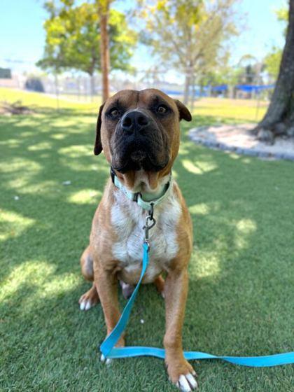 Enlarge Baxter - 2, a Adoptable mixed breed in Daytona Beach, FL image 2/2