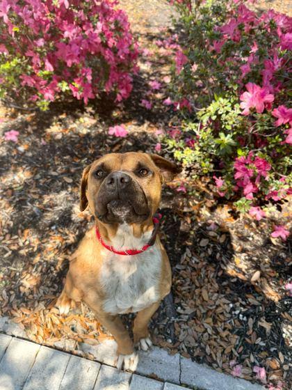 Enlarge Baxter - 2, a Adoptable mixed breed in Daytona Beach, FL image 1/1