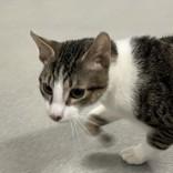 Enlarge Roadie, an adopted Domestic Short Hair in Hilliard, OH image 2/2