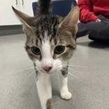 Roadie, adopted, Kitten Male Domestic Short Hair.