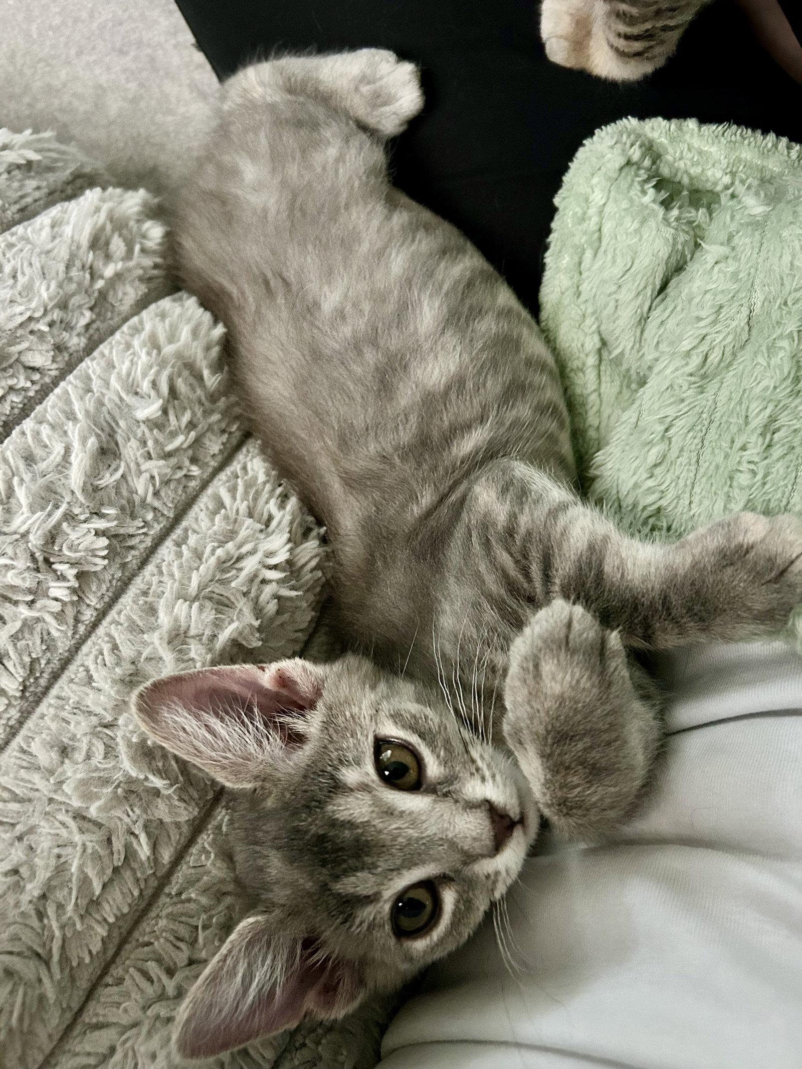 Enlarge Bonnie (2379), a Adoptable Domestic Short Hair in Wesley Chapel, FL image 1/1