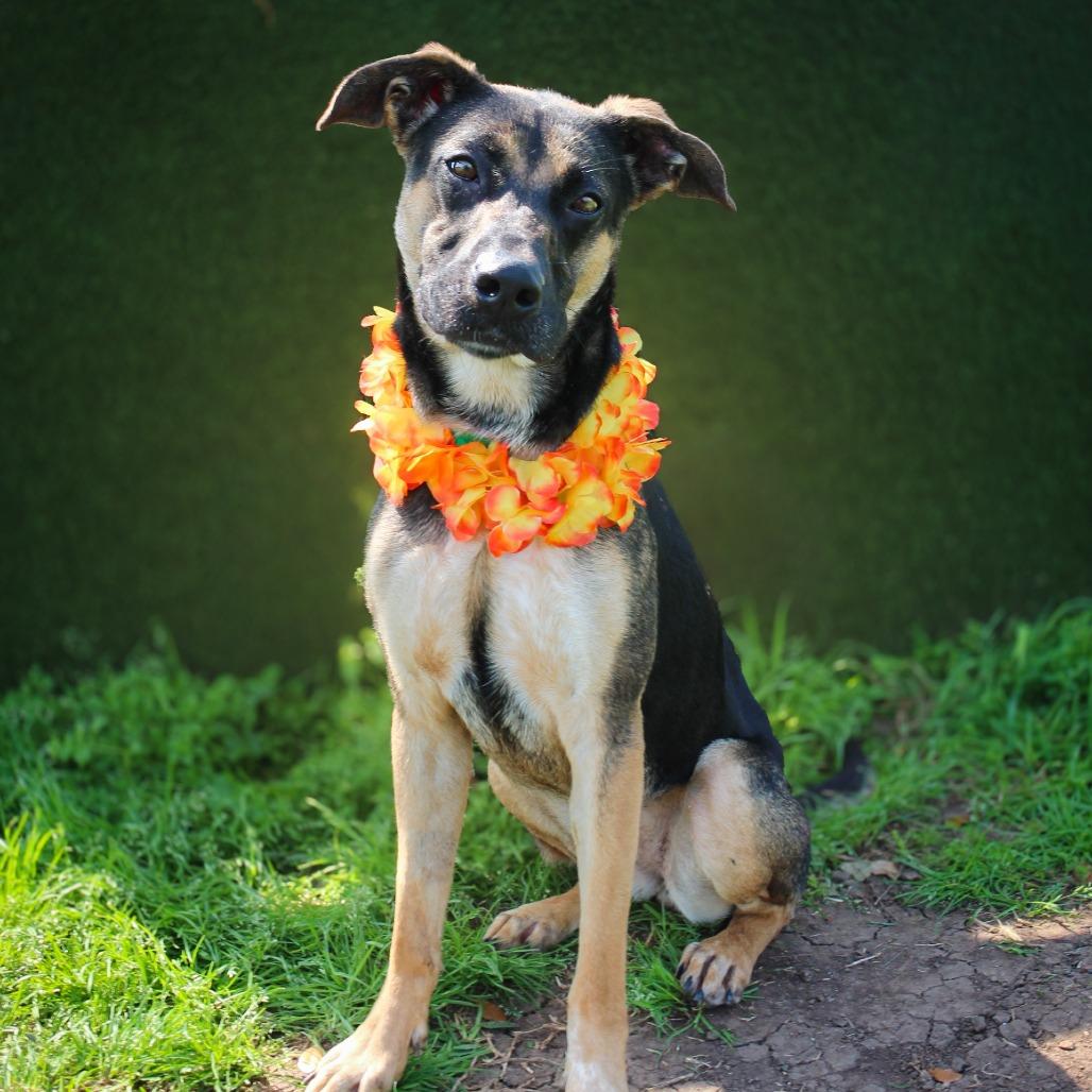 Enlarge Bucee, a Adoptable Mixed Breed in Lake Jackson, TX image 1/4