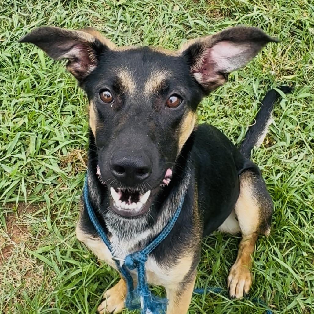 Enlarge Bucee, a Adoptable Mixed Breed in Lake Jackson, TX image 3/4