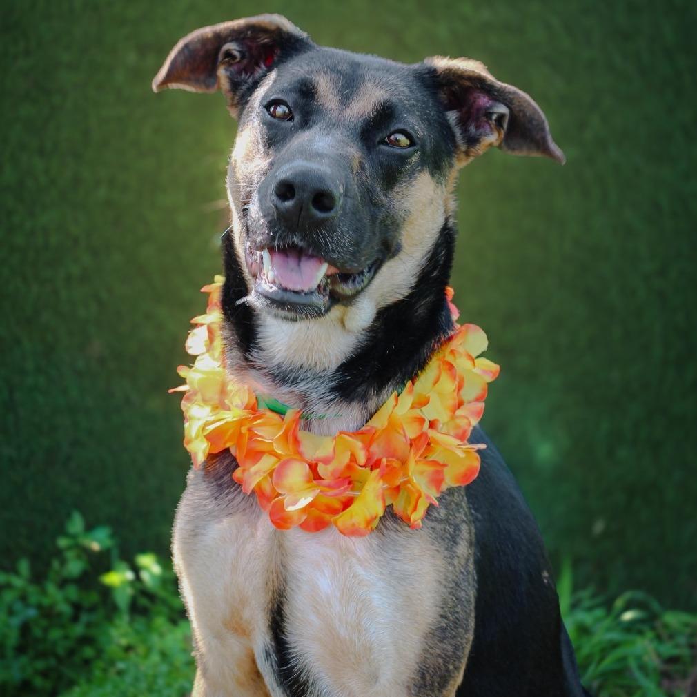 Enlarge Bucee, a Adoptable Mixed Breed in Lake Jackson, TX image 4/4