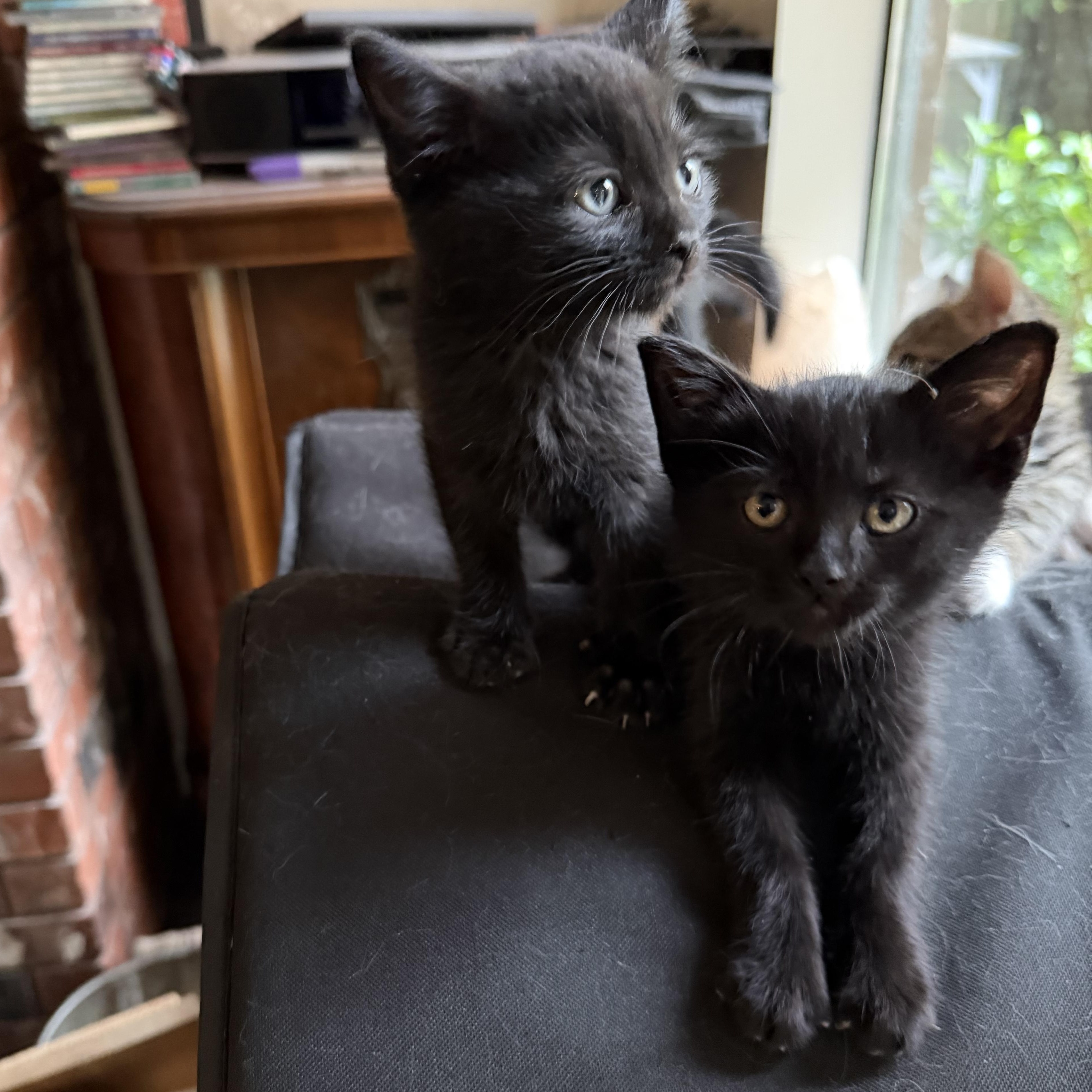 Enlarge 8 week old brothers, a ADOPTABLE mixed breed in Everett, WA image 1/3