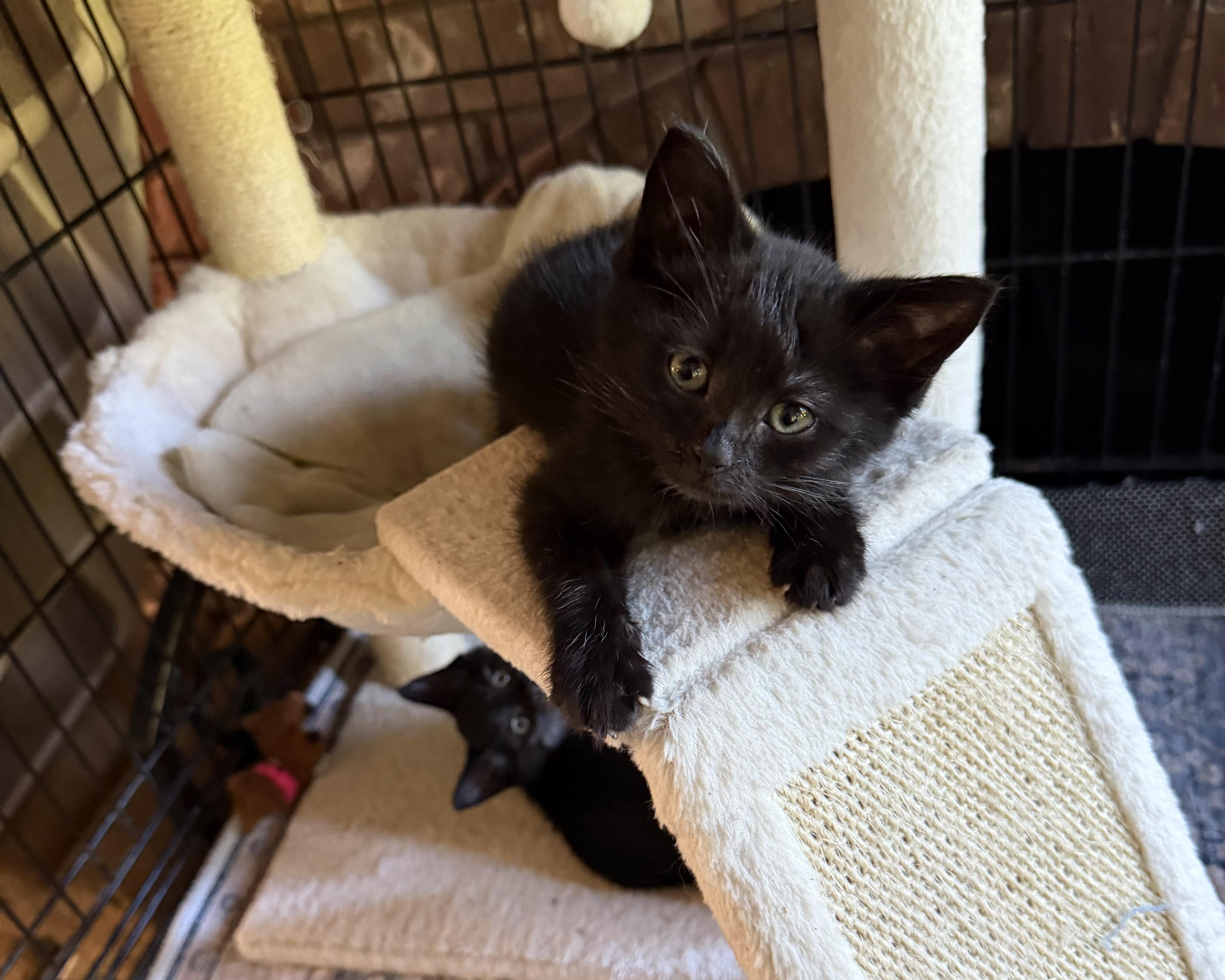 Enlarge 8 week old brothers, a ADOPTABLE mixed breed in Everett, WA image 2/3
