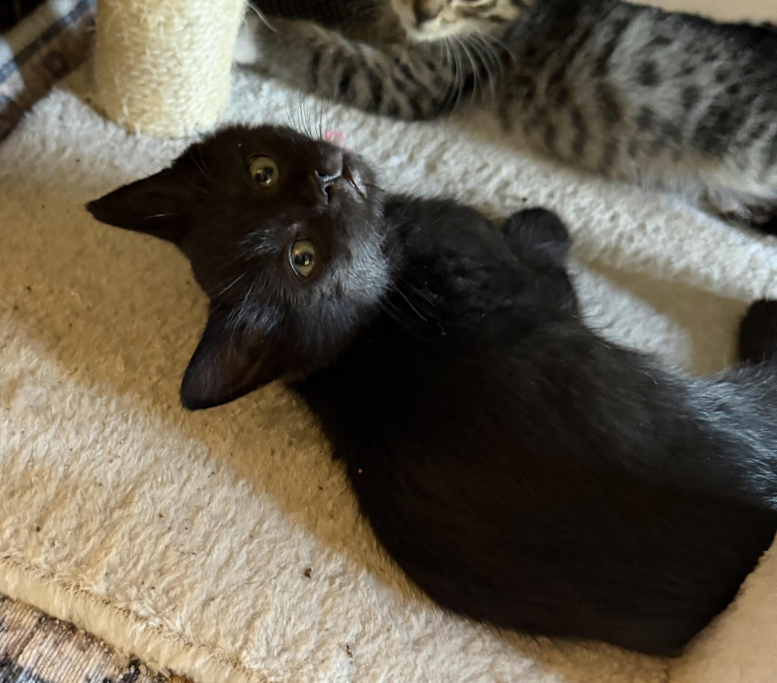 Enlarge 8 week old brothers, a ADOPTABLE mixed breed in Everett, WA image 3/3