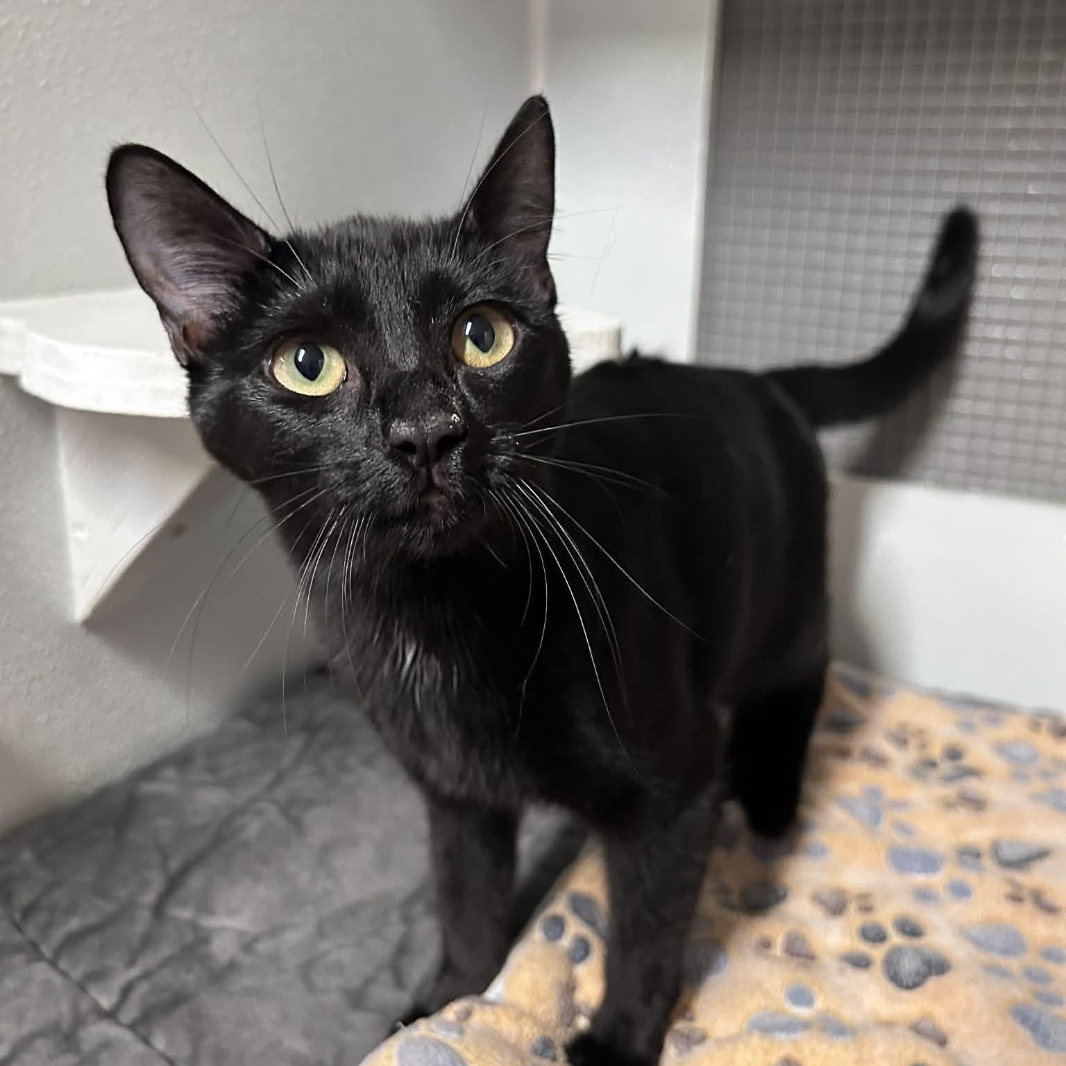 Charlotte, adopted, Kitten Female Domestic Short Hair.