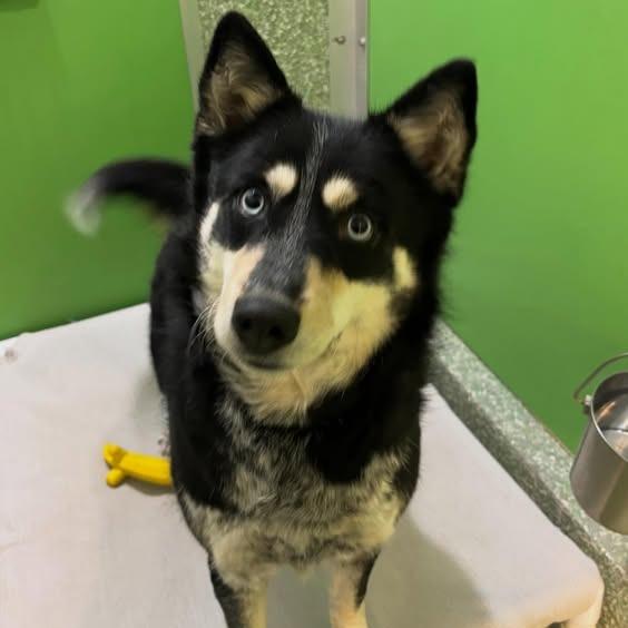 Wendy, Adoptable, Adult Female Border Collie.