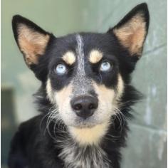 Wendy, Adoptable, Young Female Border Collie.