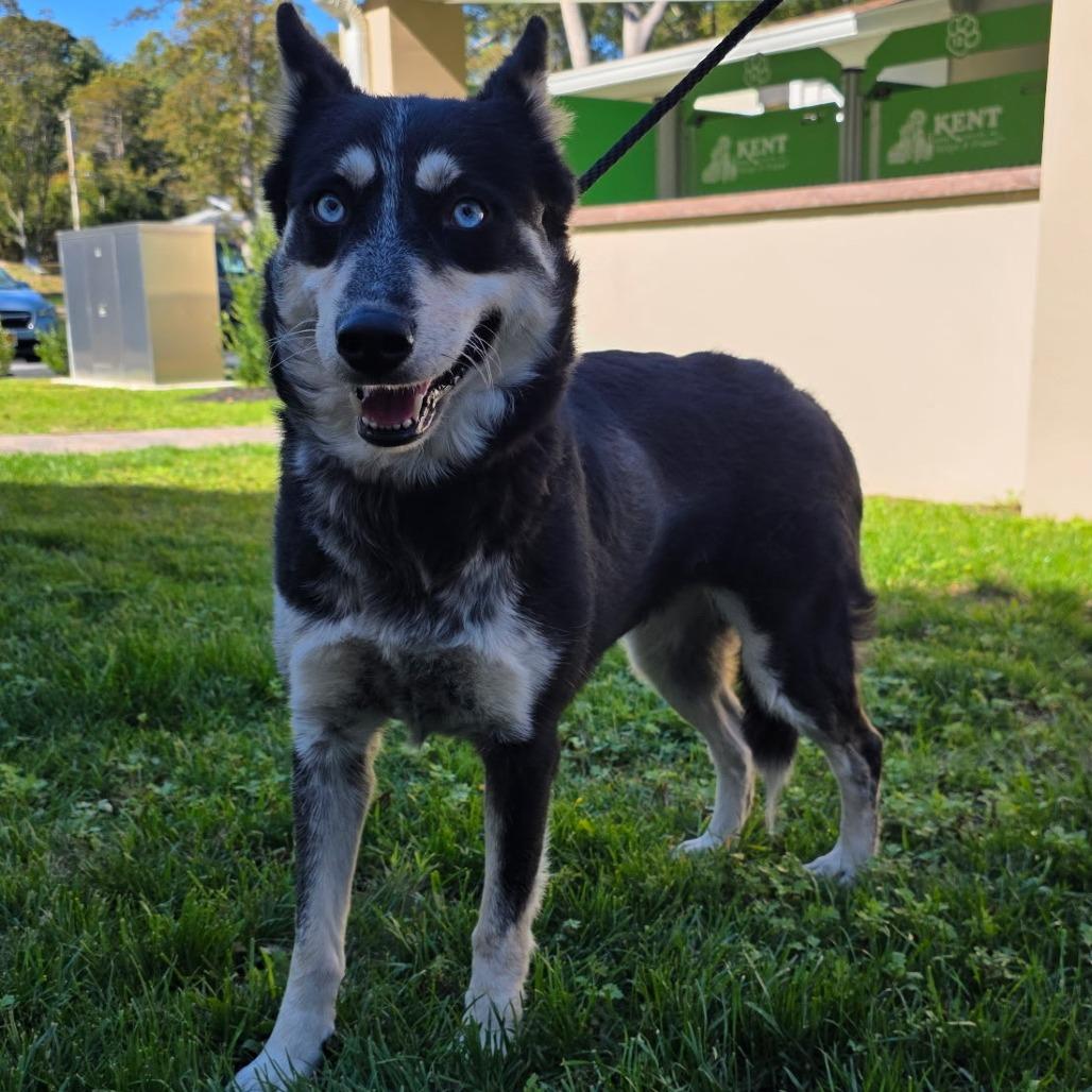 Wendy, a Adoptable mixed breed in Calverton, NY image 2/2