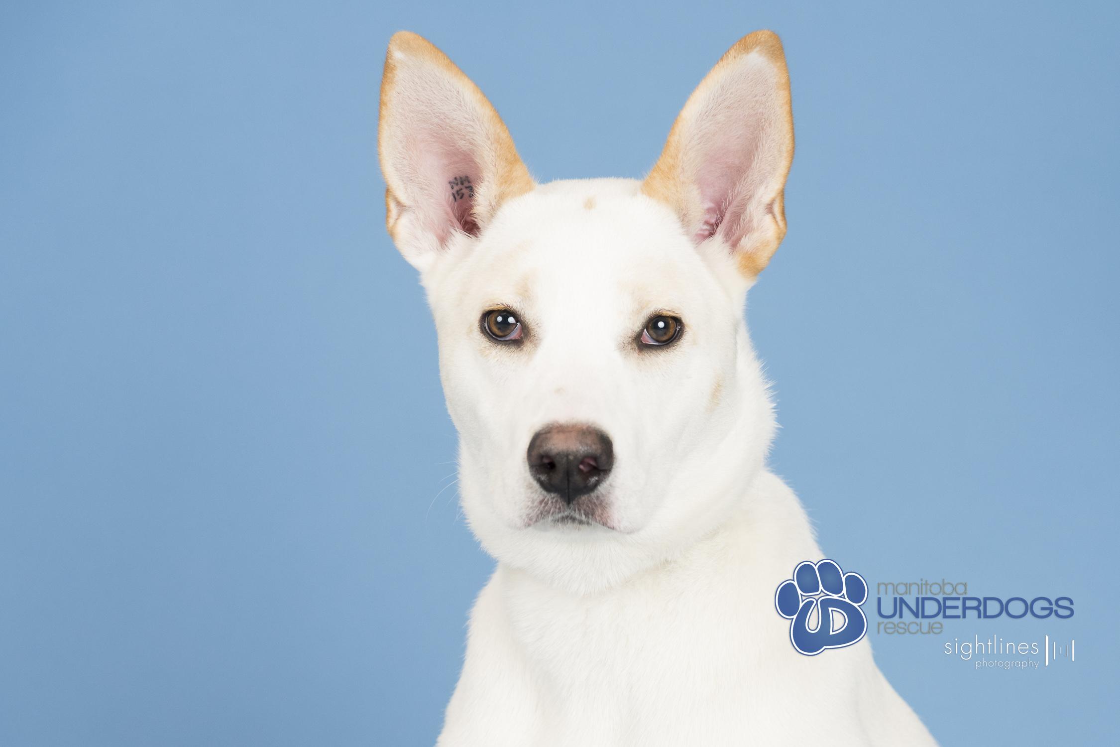 Clio, ADOPTABLE, Young Female Labrador Retriever & Husky.