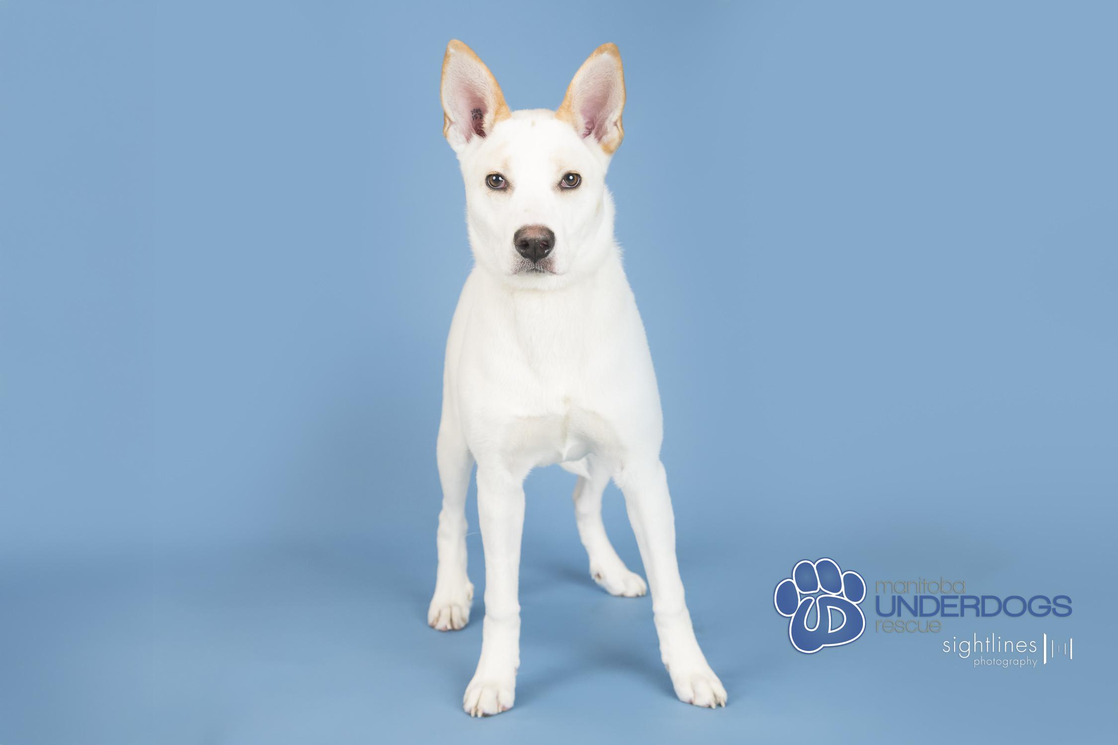 Clio, a ADOPTABLE mixed breed in Winnipeg, MB image 2/4