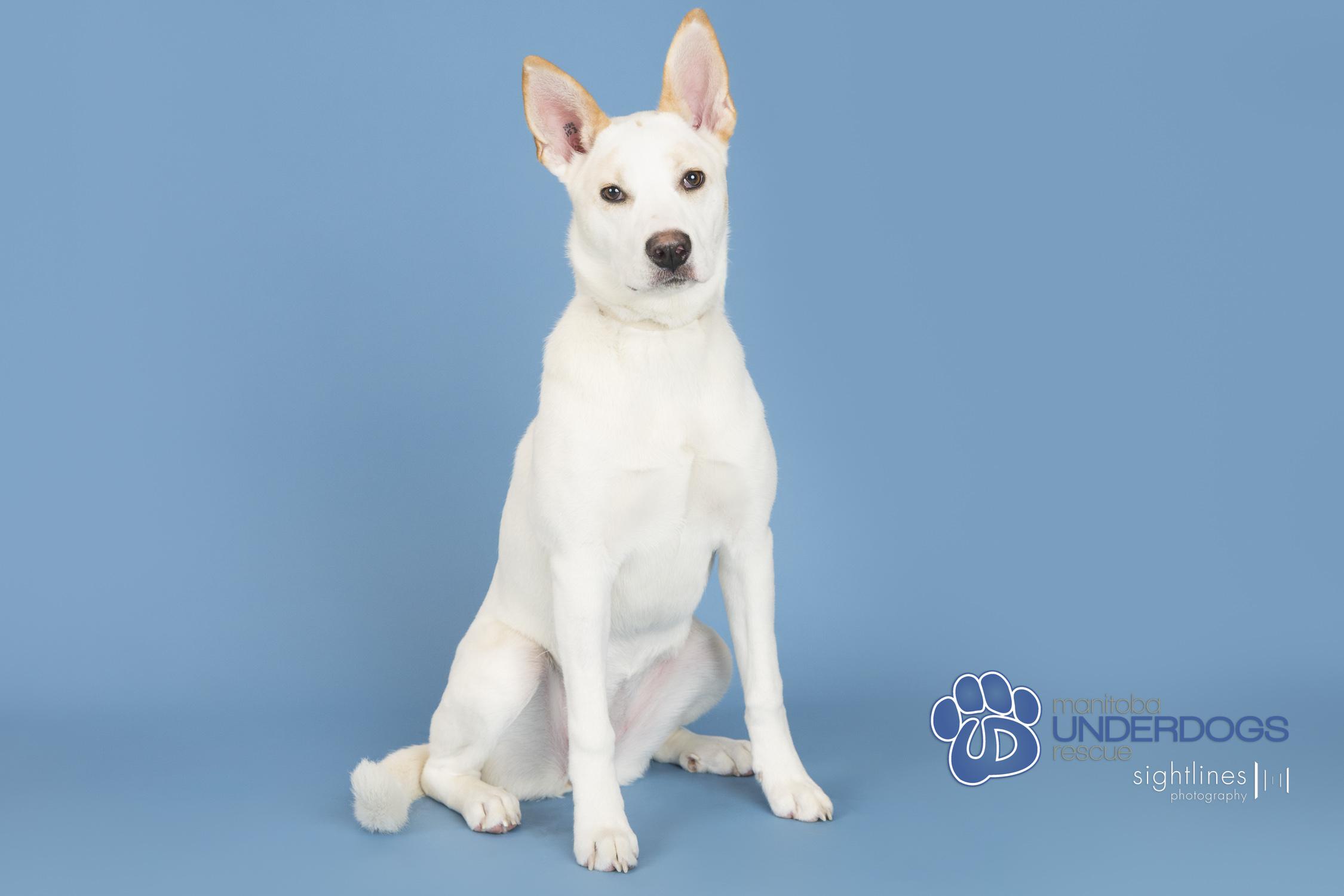 Clio, a ADOPTABLE mixed breed in Winnipeg, MB image 3/4