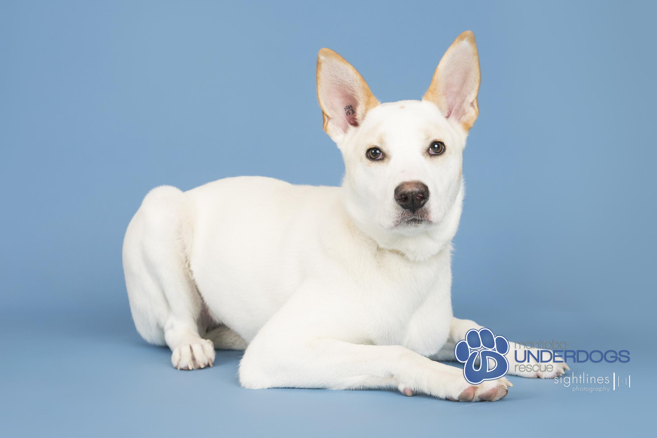 Clio, a ADOPTABLE mixed breed in Winnipeg, MB image 4/4
