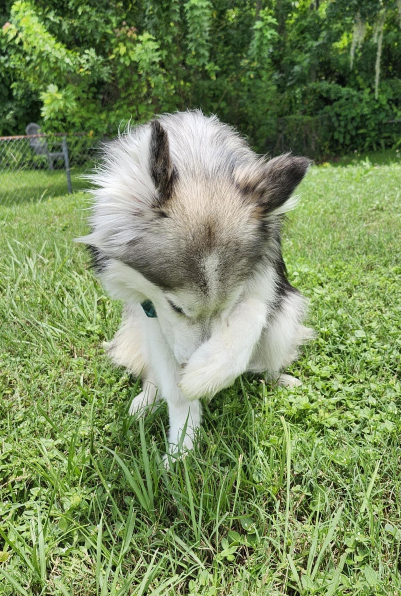 Kasper