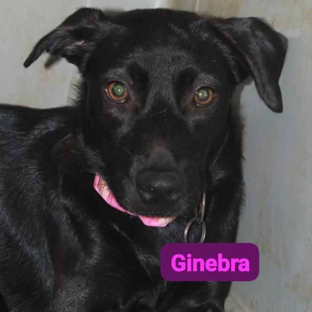 Enlarge Ginebra, a Adoptable mixed breed in Lancaster, PA image 1/8