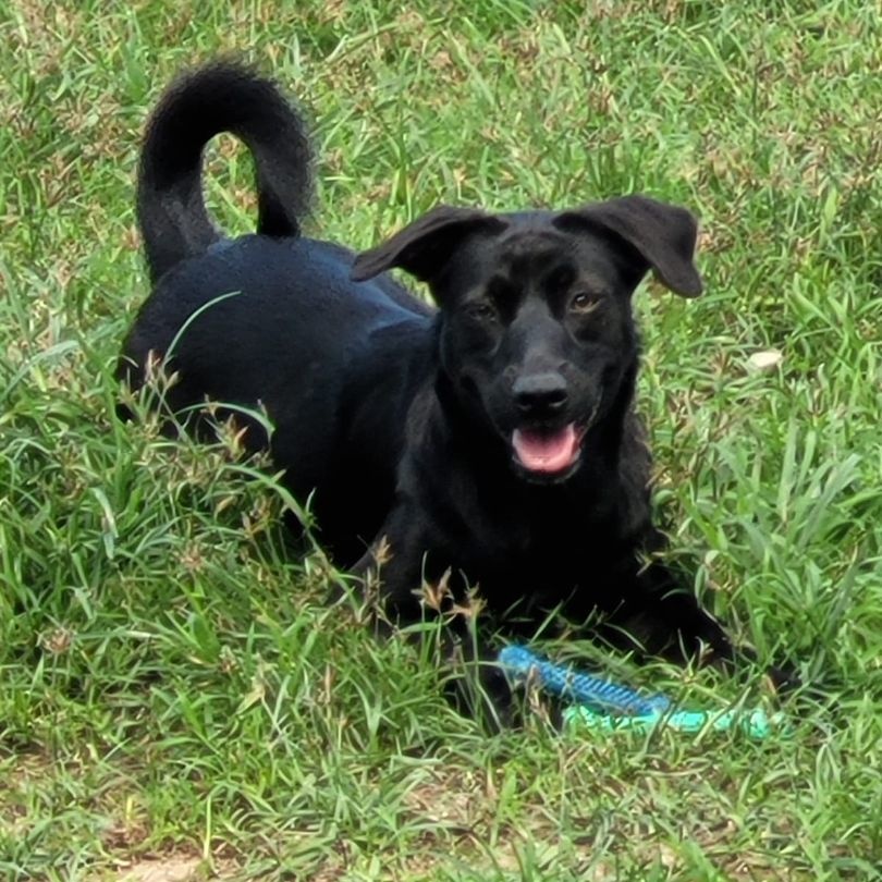 Enlarge Ginebra, a Adoptable mixed breed in Lancaster, PA image 2/8