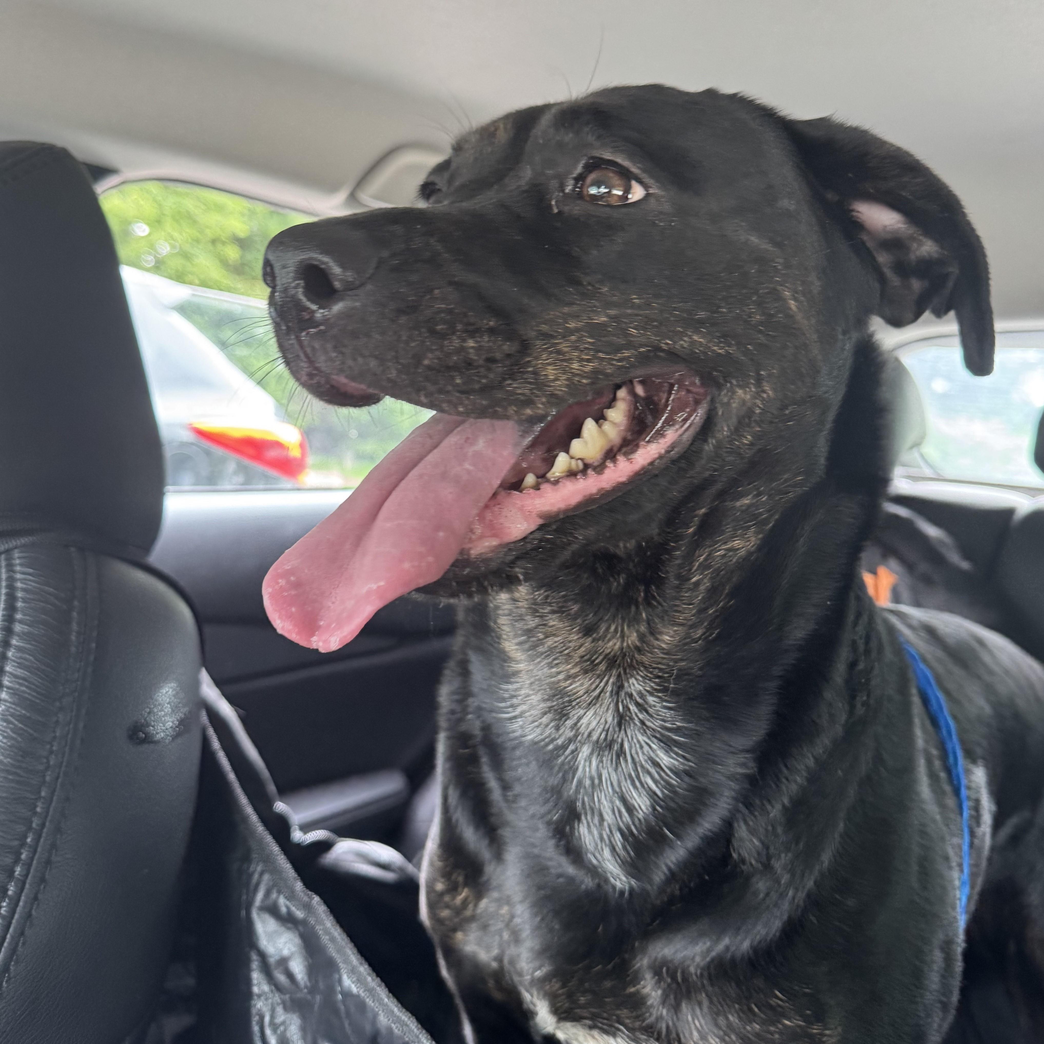 Koko, Adoptable, Adult Female Labrador Retriever.
