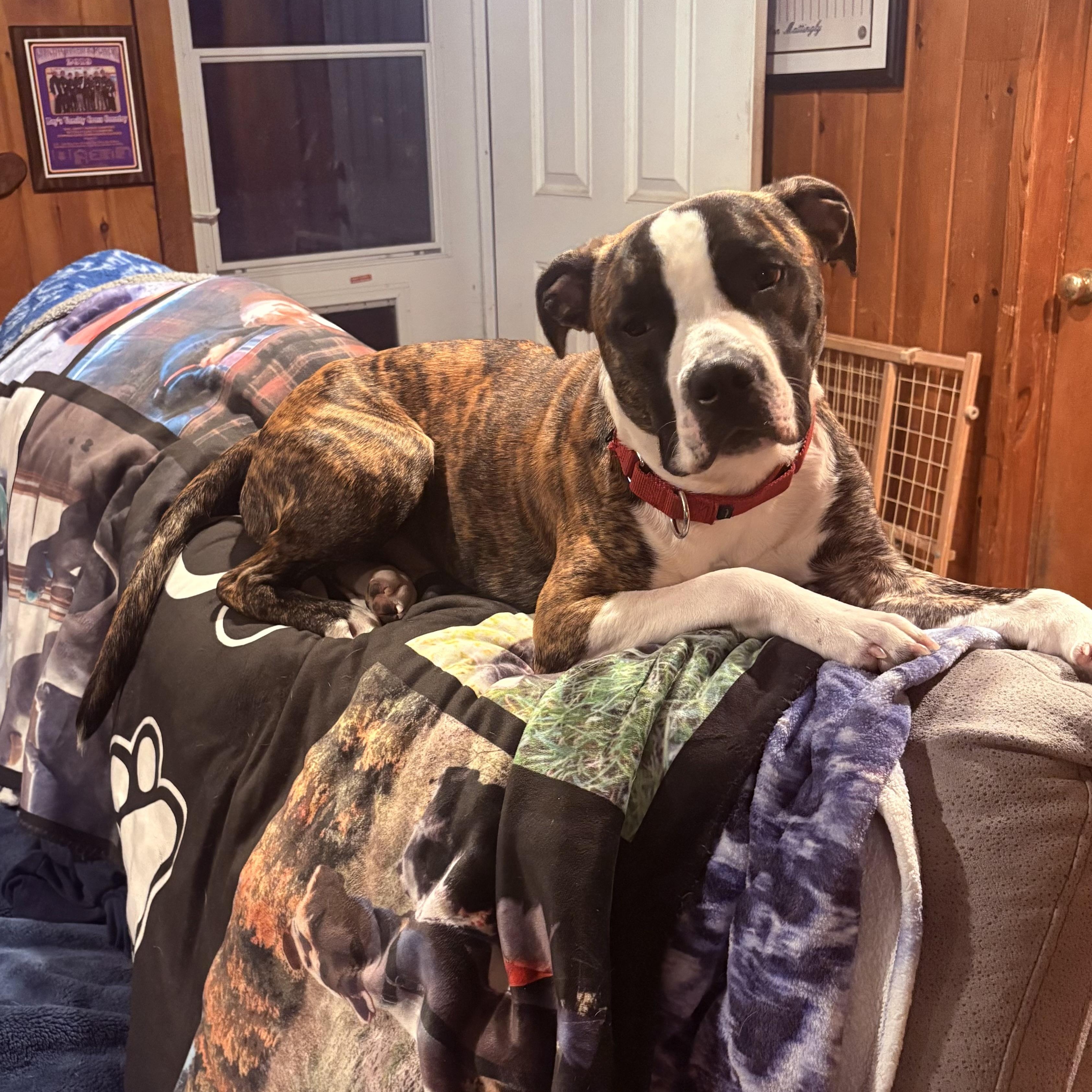 Enlarge Sir Wiggleton, a Adoptable mixed breed in Jamesville, NY image 2/5