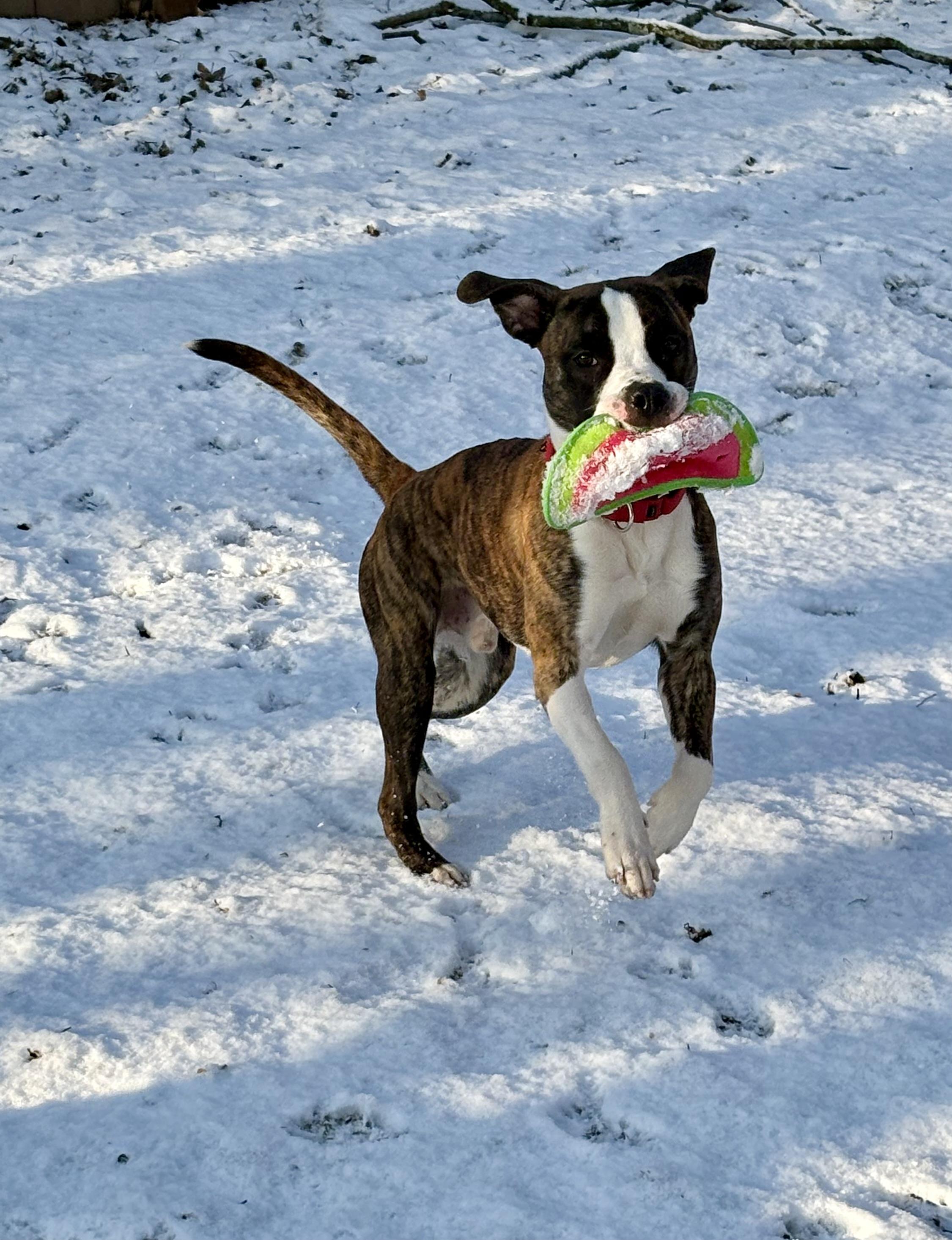 Enlarge Sir Wiggleton, a Adoptable mixed breed in Jamesville, NY image 4/5
