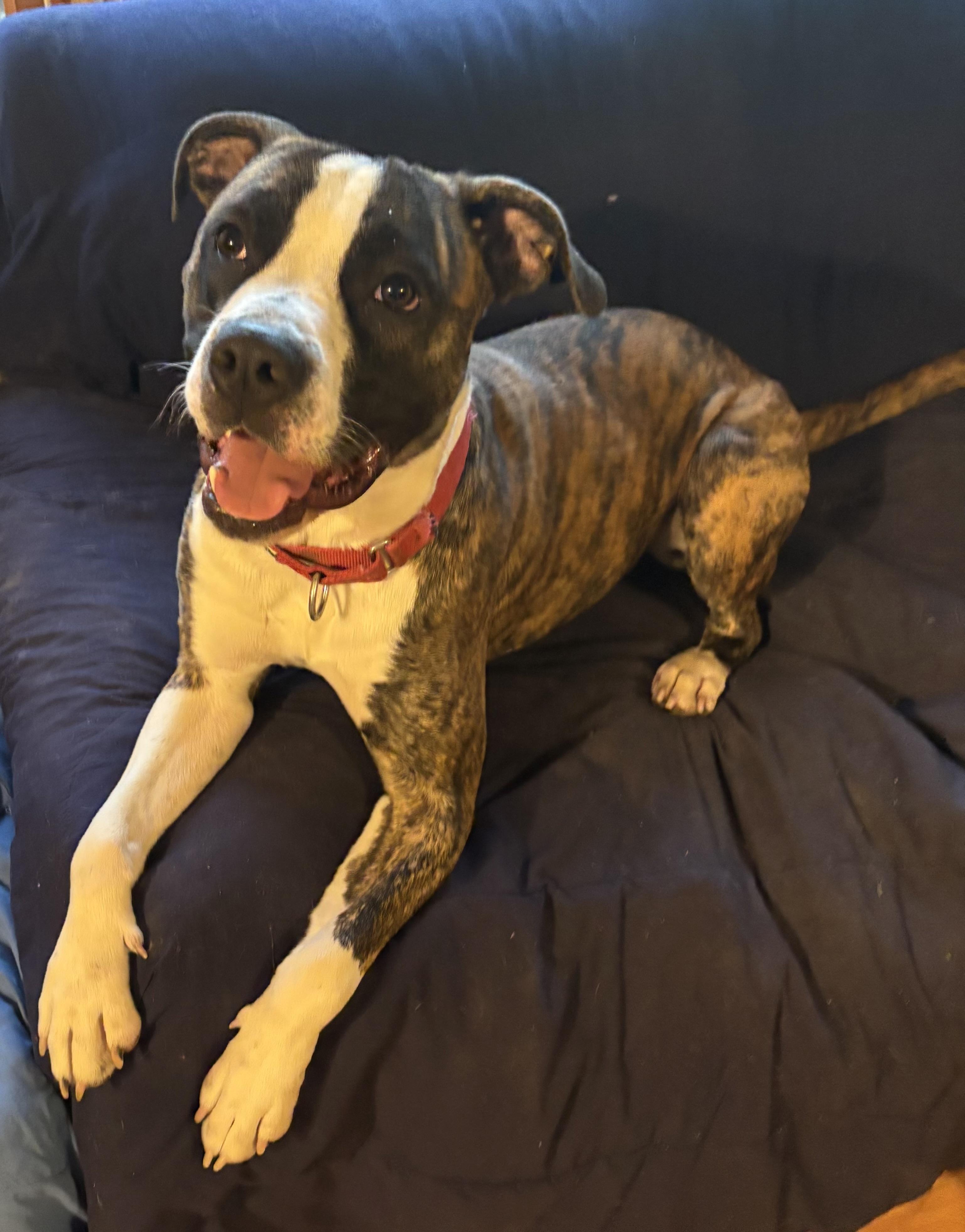 Enlarge Sir Wiggleton, a Adoptable mixed breed in Jamesville, NY image 1/5