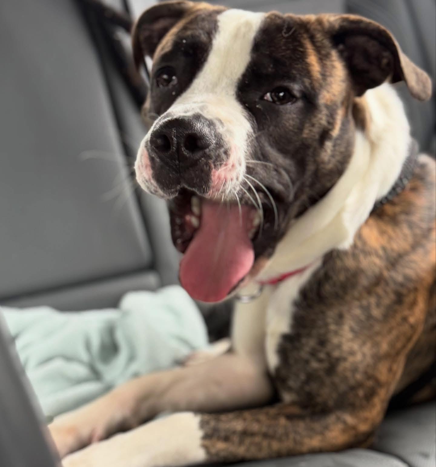 Sir Wiggleton, Adoptable, Adult Male Terrier & Boxer.