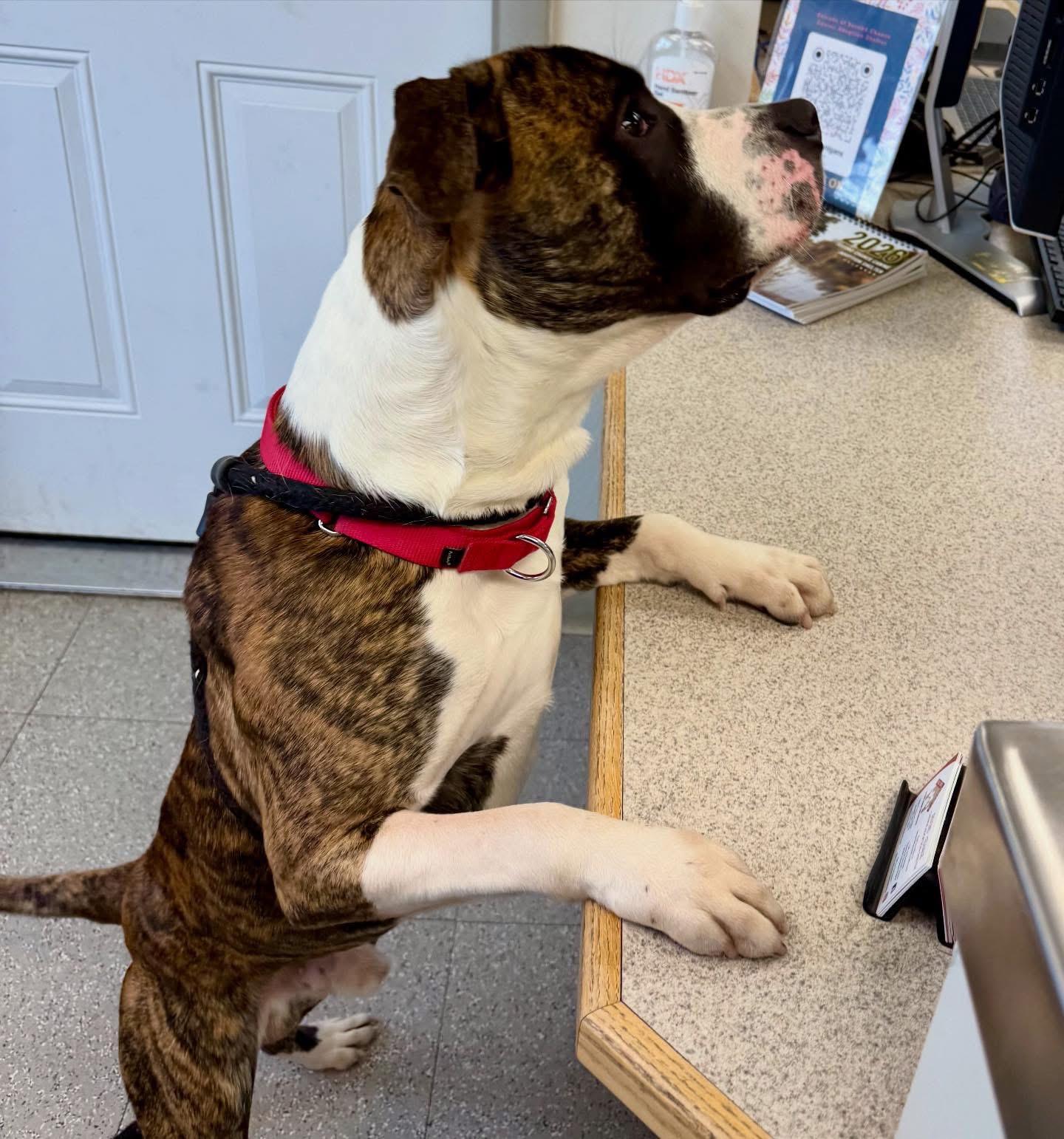 Sir Wiggleton, a Adoptable mixed breed in Jamesville, NY image 2/4