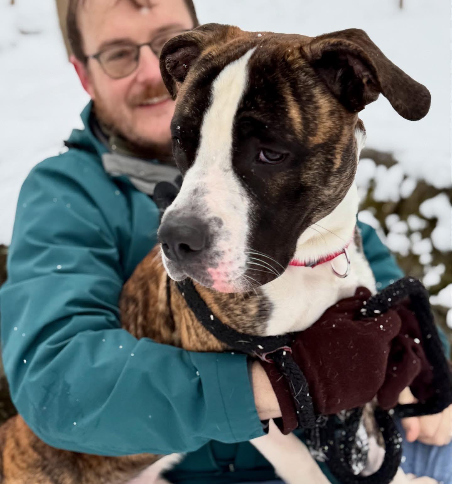 Sir Wiggleton, a Adoptable mixed breed in Jamesville, NY image 3/4