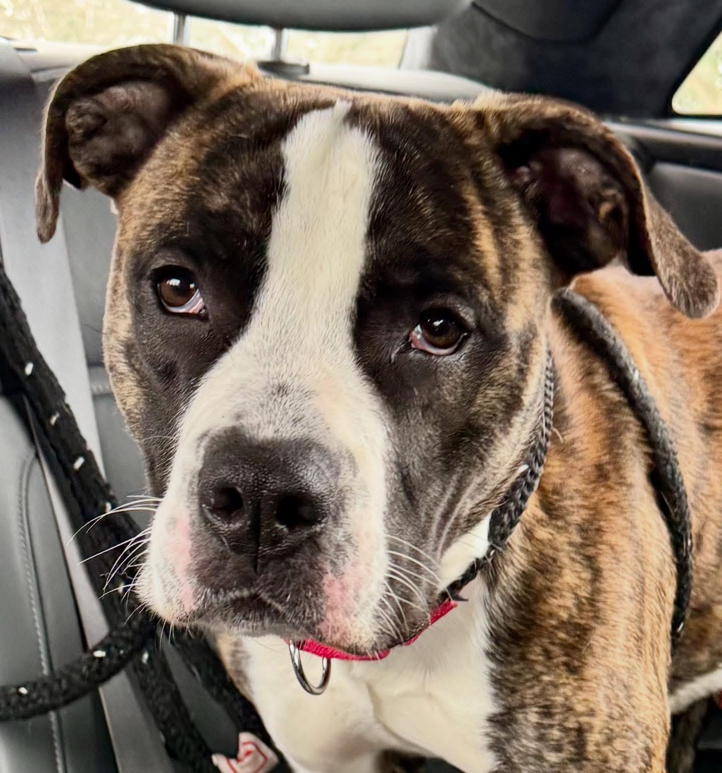 Sir Wiggleton, Adoptable, Adult Male Terrier & Boxer.