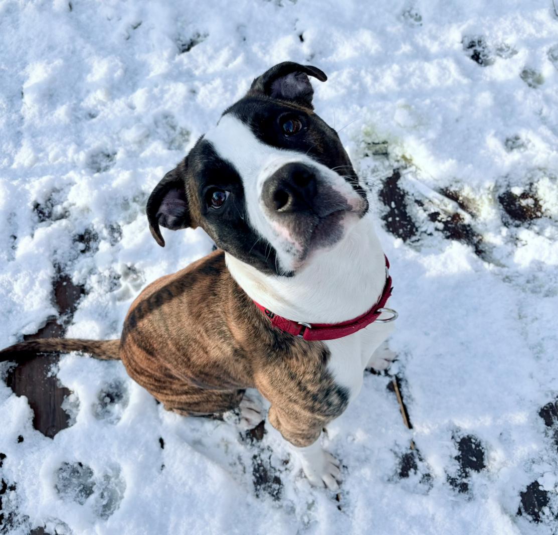 Enlarge Sir Wiggleton, a Adoptable mixed breed in Jamesville, NY image 5/5