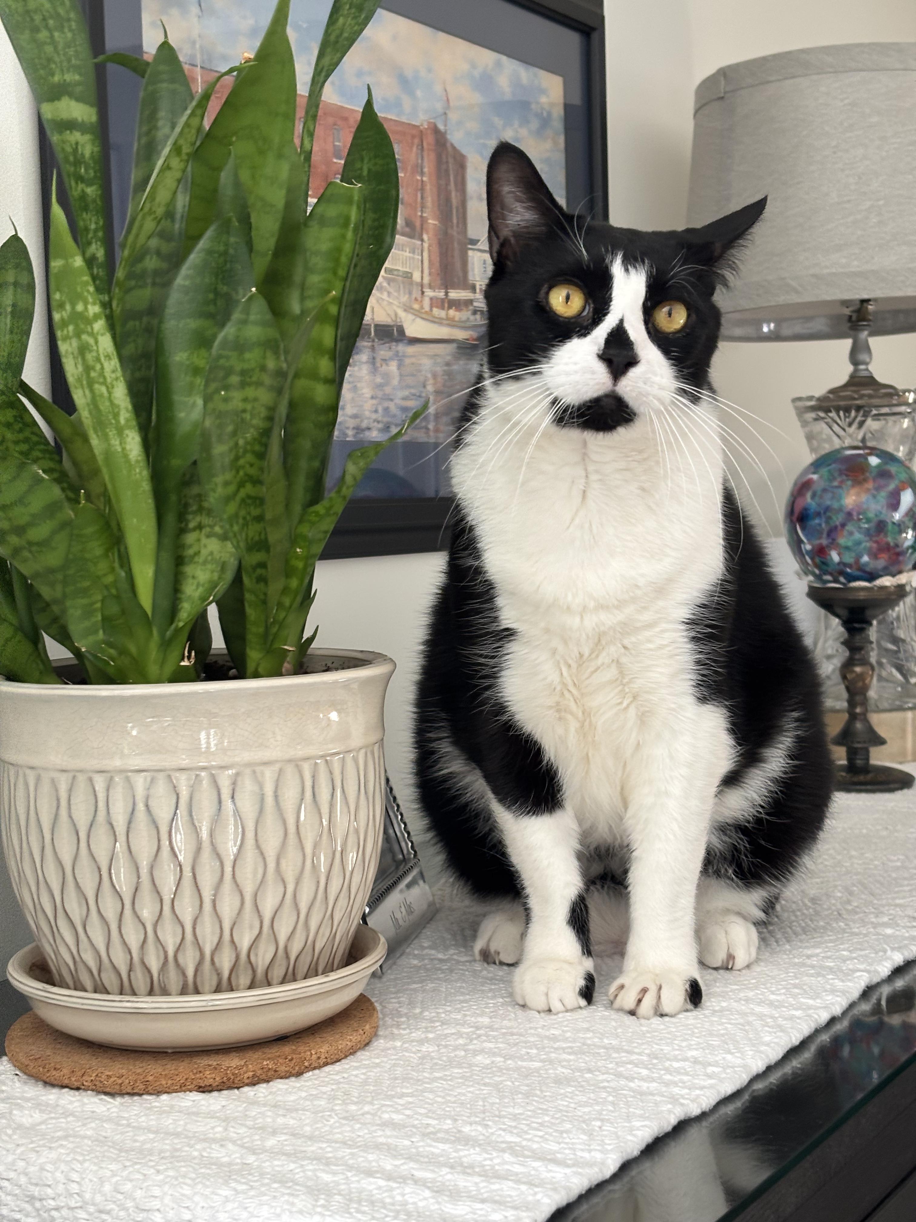 Enlarge Bao, a ADOPTABLE Domestic Short Hair in New Britain, CT image 1/6