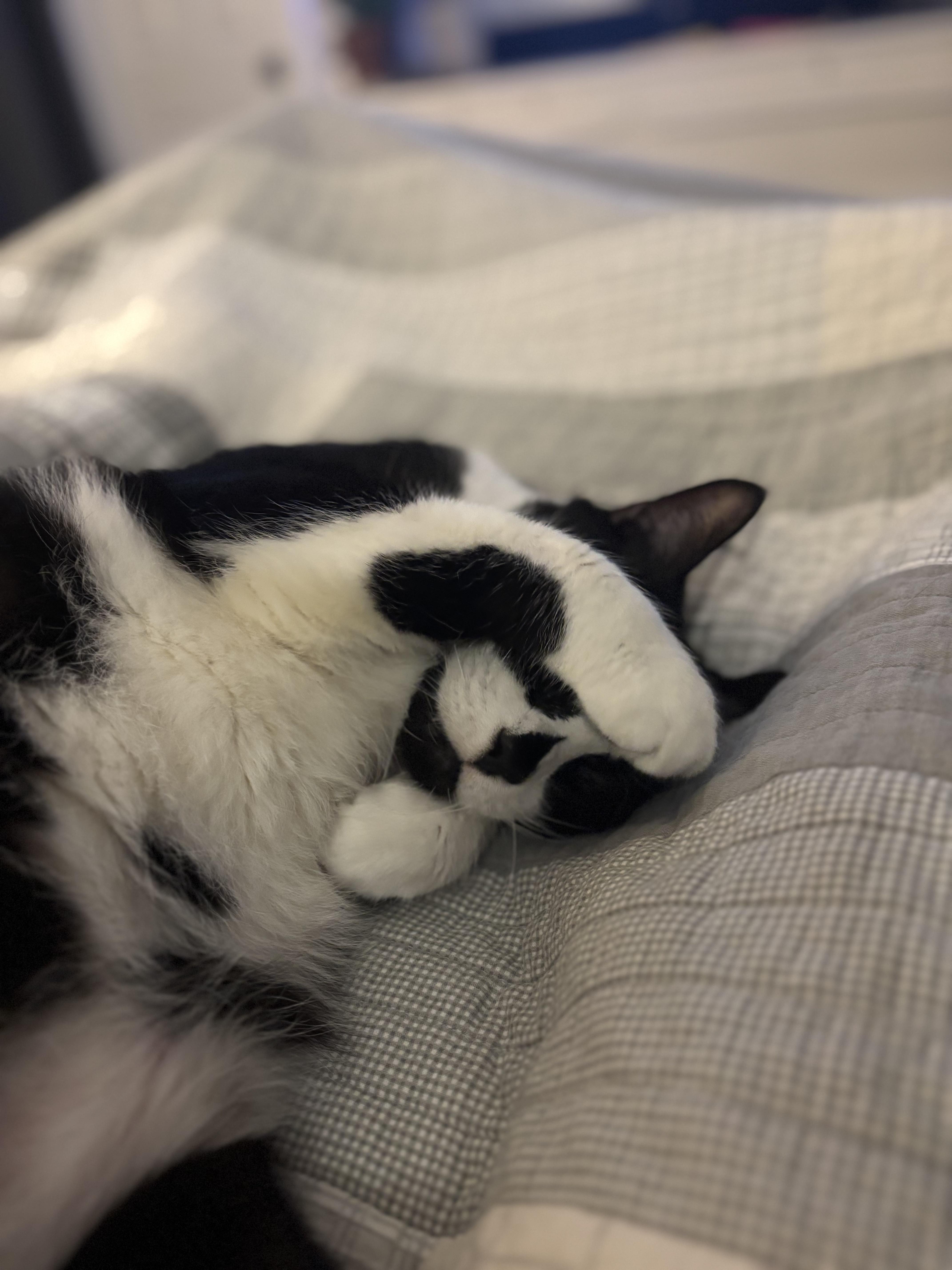 Enlarge Bao, a ADOPTABLE Domestic Short Hair in New Britain, CT image 6/6