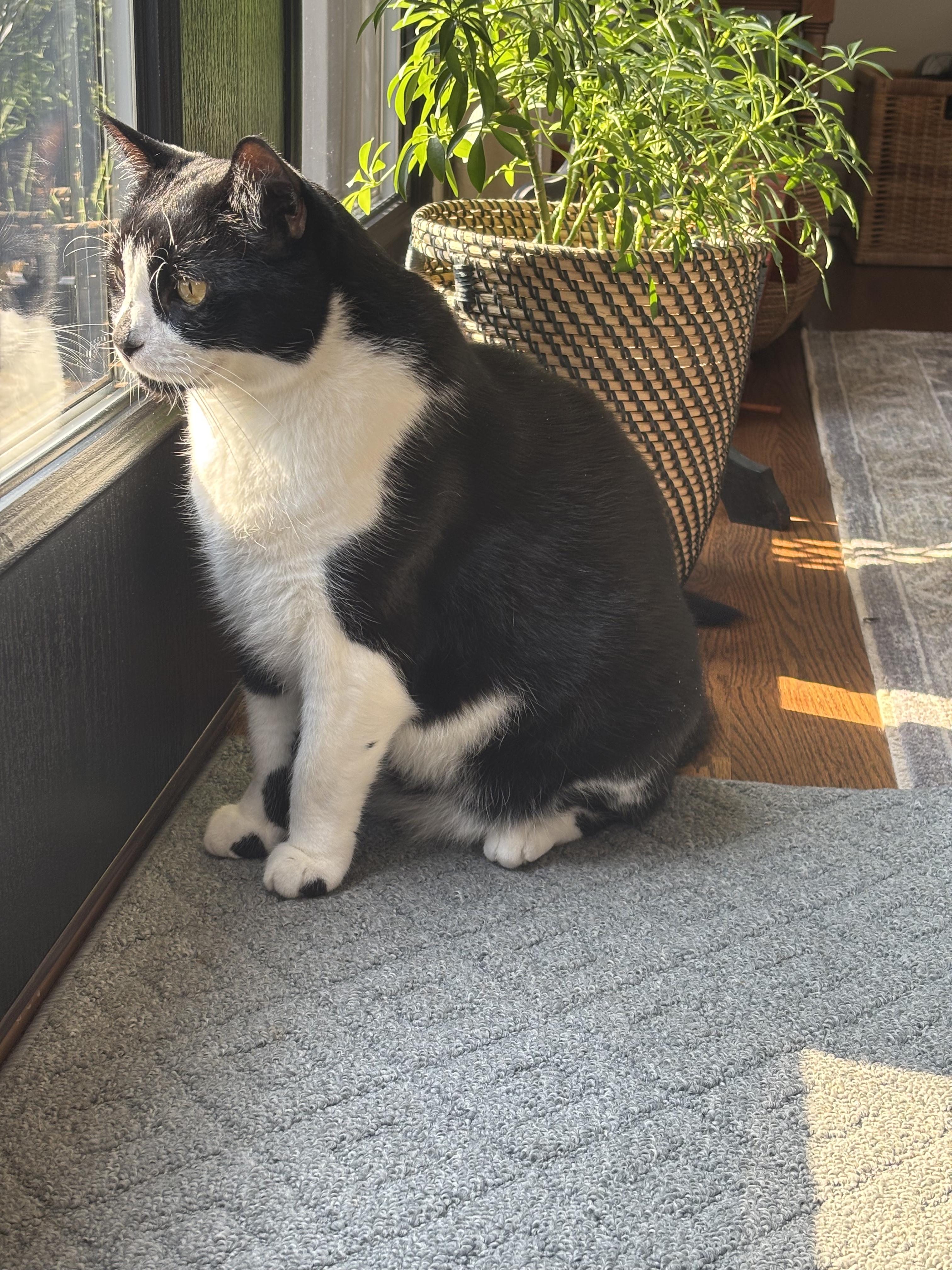 Enlarge Bao, a ADOPTABLE Domestic Short Hair in New Britain, CT image 3/6