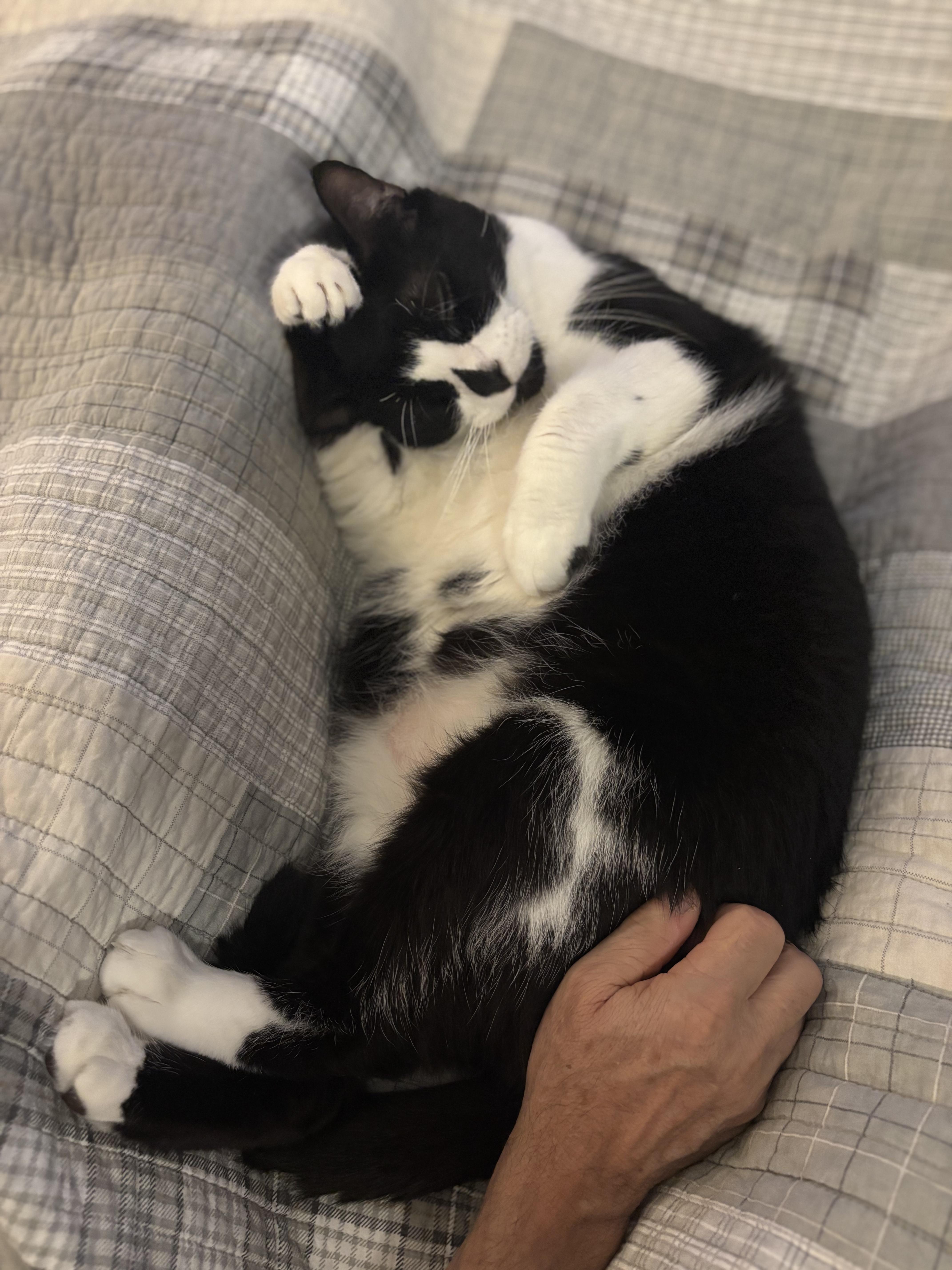 Enlarge Bao, a ADOPTABLE Domestic Short Hair in New Britain, CT image 4/6