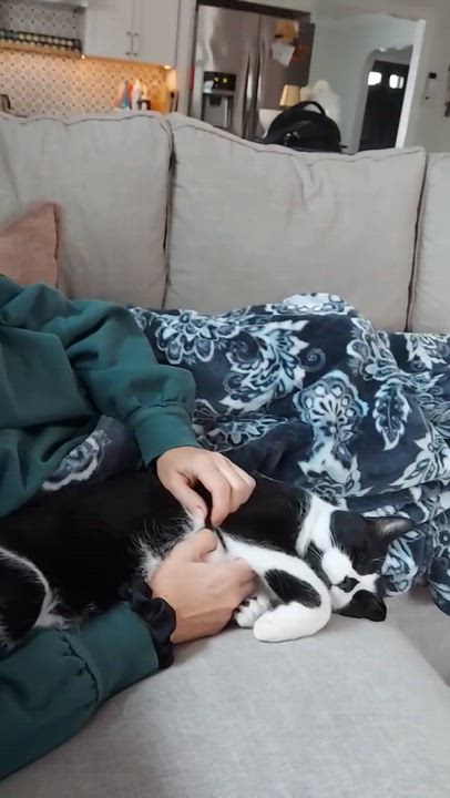 Enlarge Bao, a ADOPTABLE Domestic Short Hair in New Britain, CT video 2/6