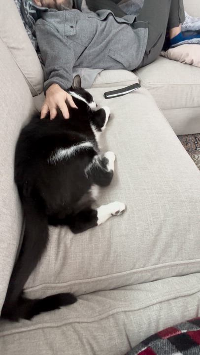 Enlarge Bao, a ADOPTABLE Domestic Short Hair in New Britain, CT video 5/6