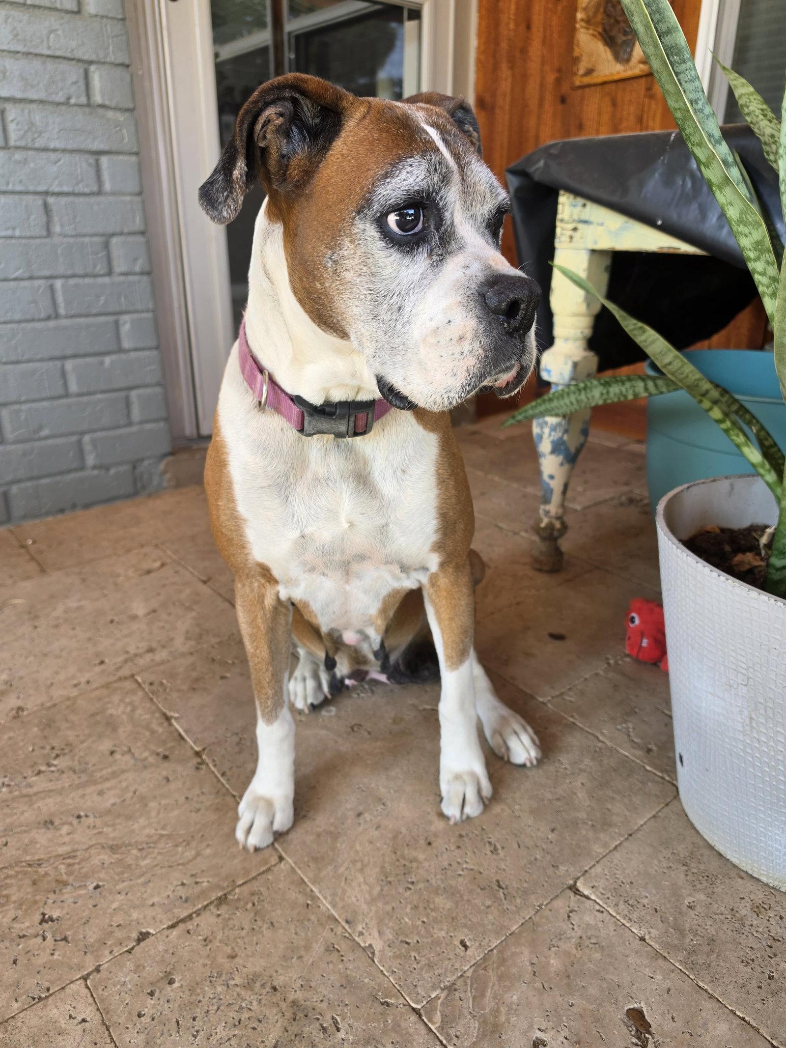 Enlarge Gertie, a Adoptable Boxer in Monticello, NY image 1/2