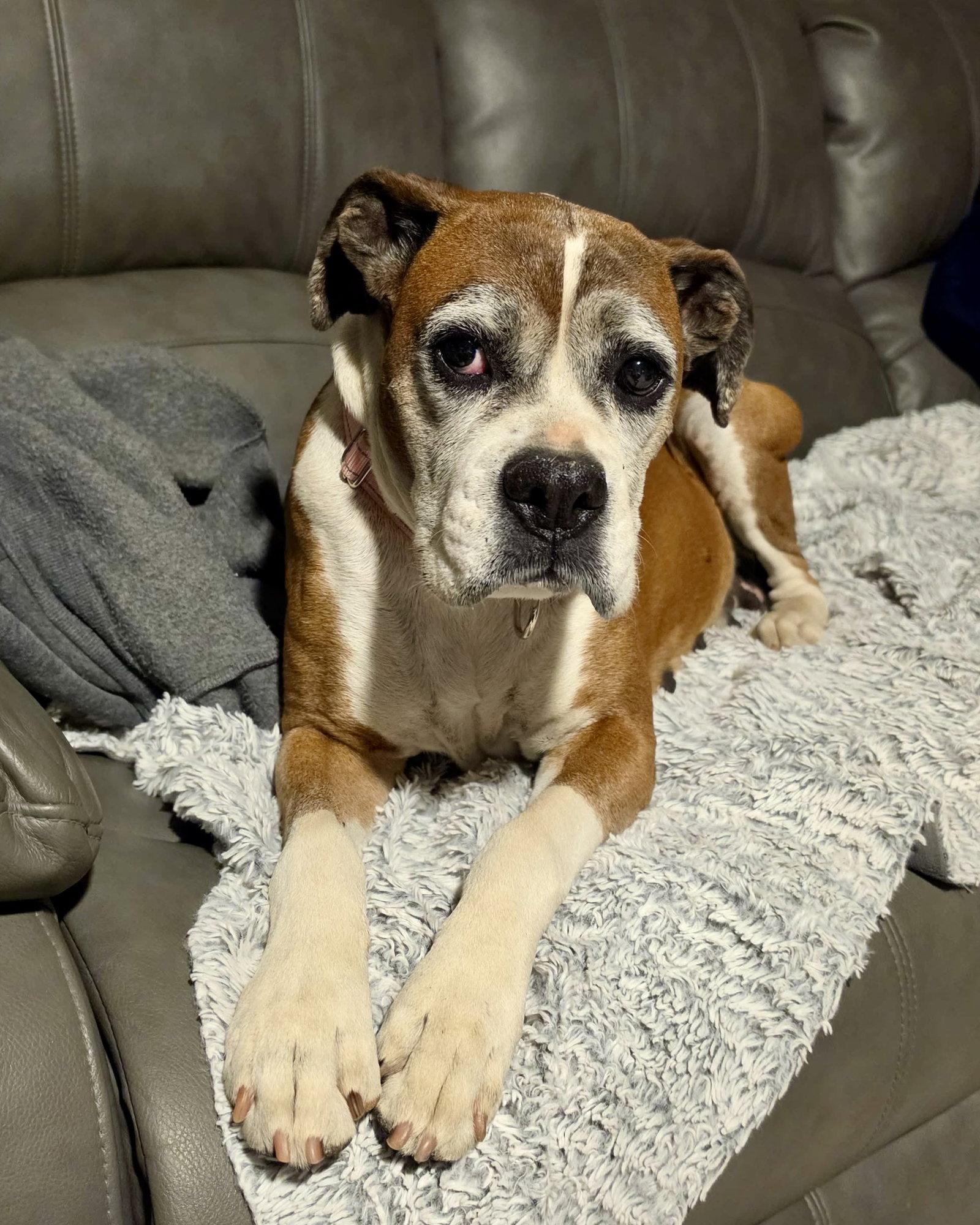 Enlarge Gertie, a Adoptable Boxer in Monticello, NY image 2/2