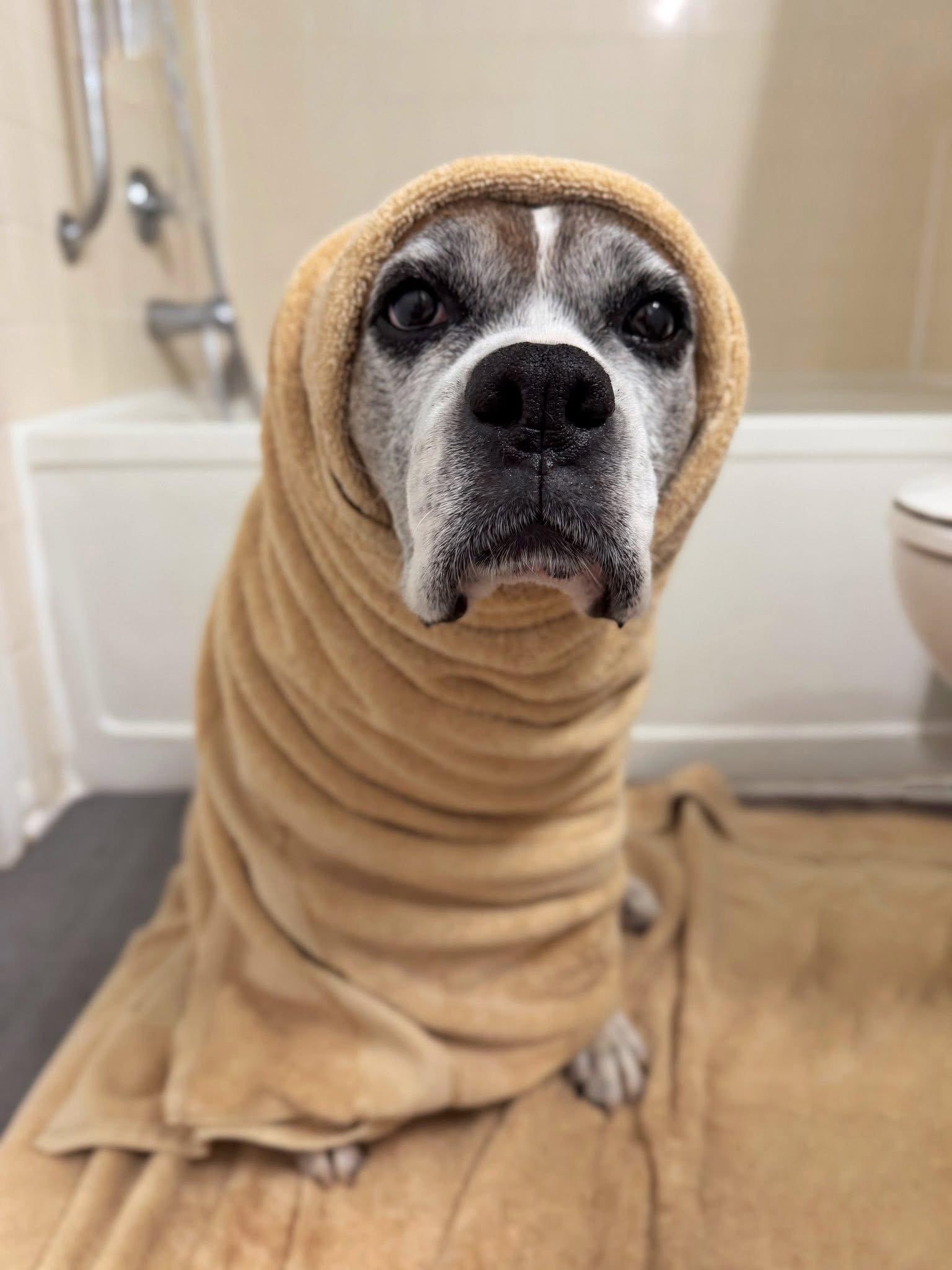 Enlarge Gertie, a Adoptable Boxer in Monticello, NY image 3/3