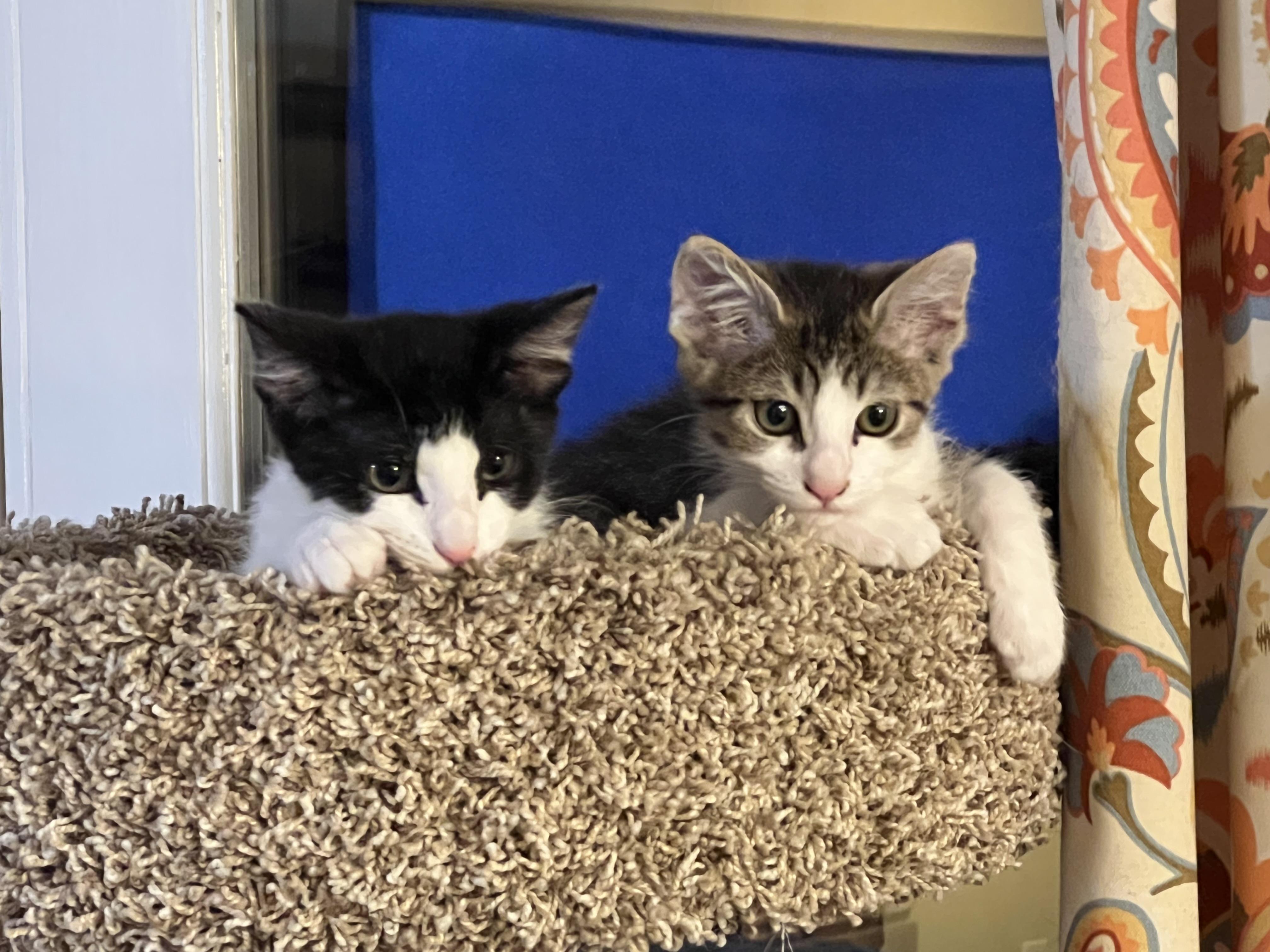 Dipper, a ADOPTABLE Domestic Short Hair in Chandler, AZ image 3/3