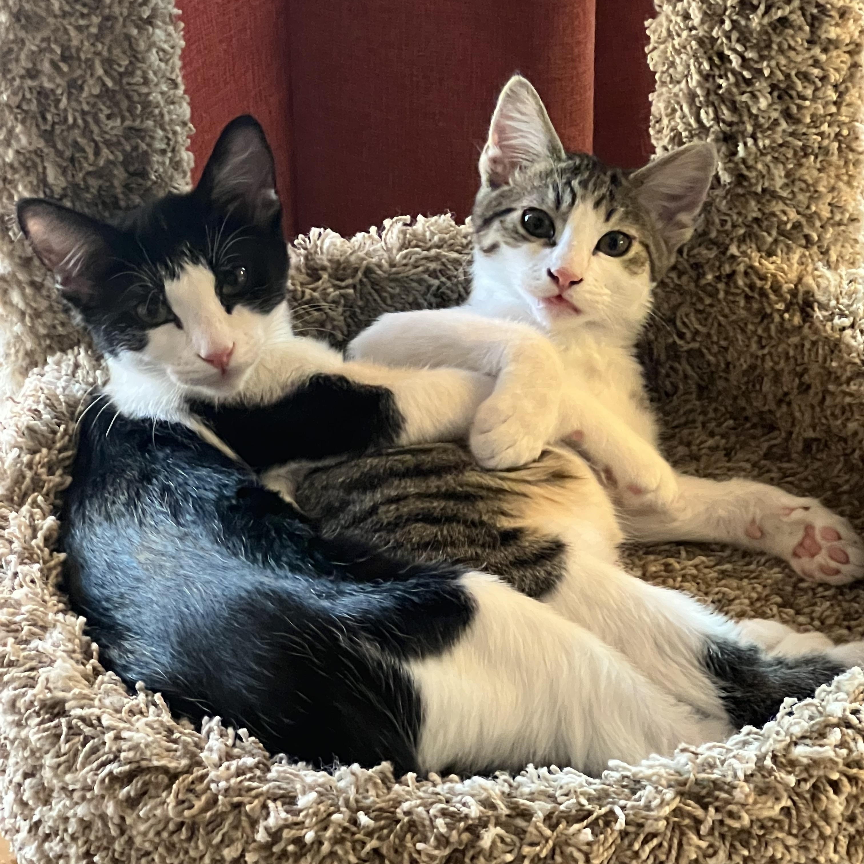 Dipper, a ADOPTABLE Domestic Short Hair in Chandler, AZ image 2/3