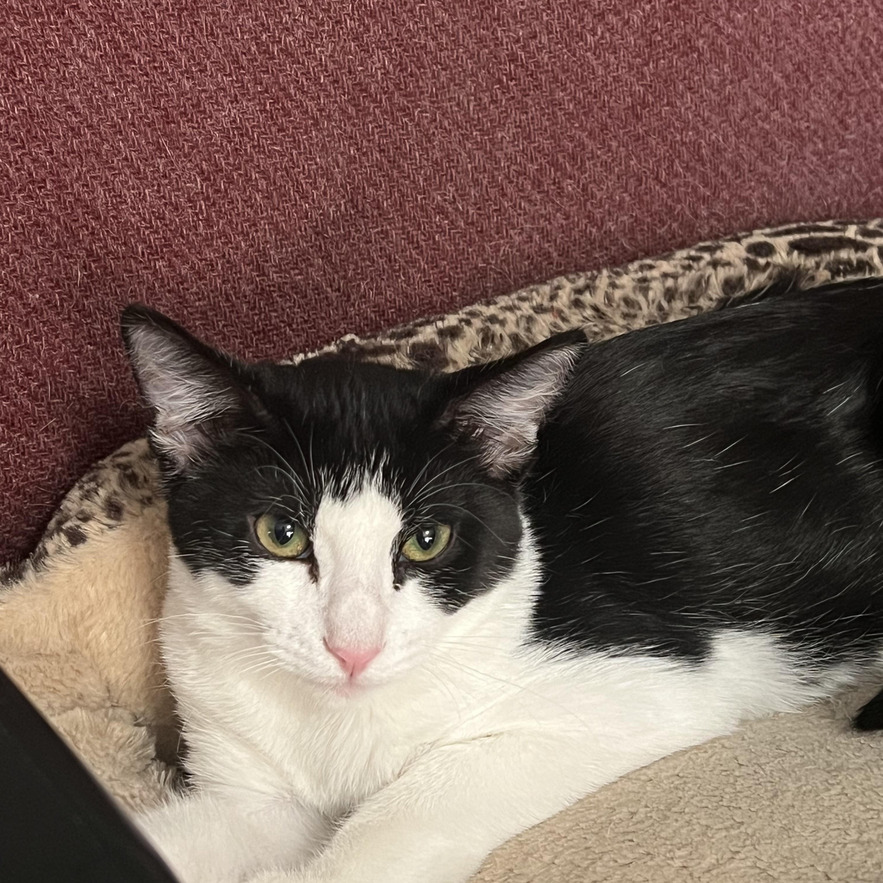 Dipper, ADOPTABLE, Kitten Male Domestic Short Hair.