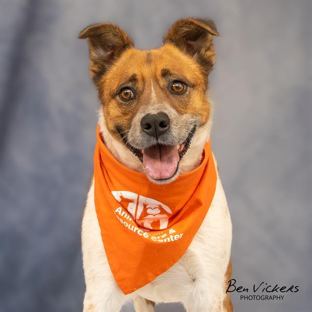 Enlarge SPOTTY, a Adoptable mixed breed in Albuquerque, NM image 1/1